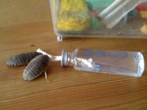 DIY Cockroach Water Dispenser