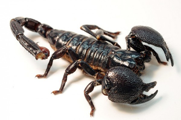 Female_Emperor_Scorpion