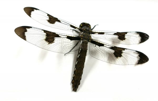 Recording from the Visual Neurons of a Dragonfly