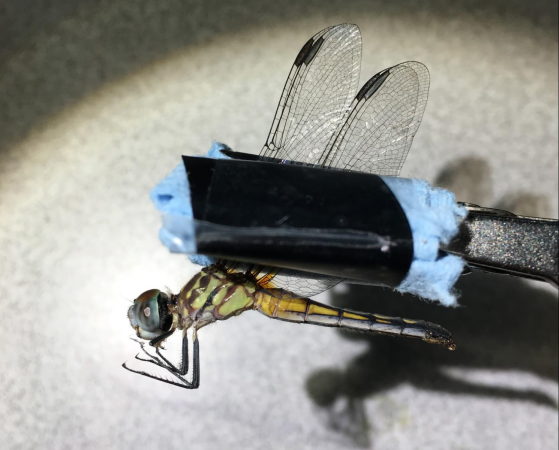 Finalizing a No-Harm, Dragonfly Visual Neuron Recording Prep