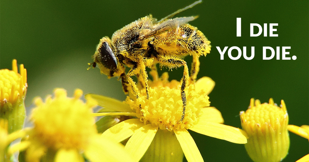 Bees are super important to us, therefore, so is understanding them!