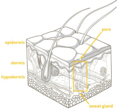 galvanic skin response explanation