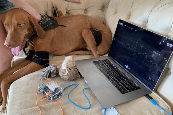 how is an ekg done on a dog