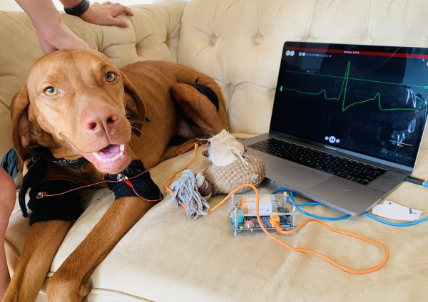 how is an ekg done on a dog