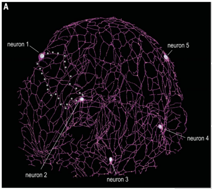 Neural Net with connections