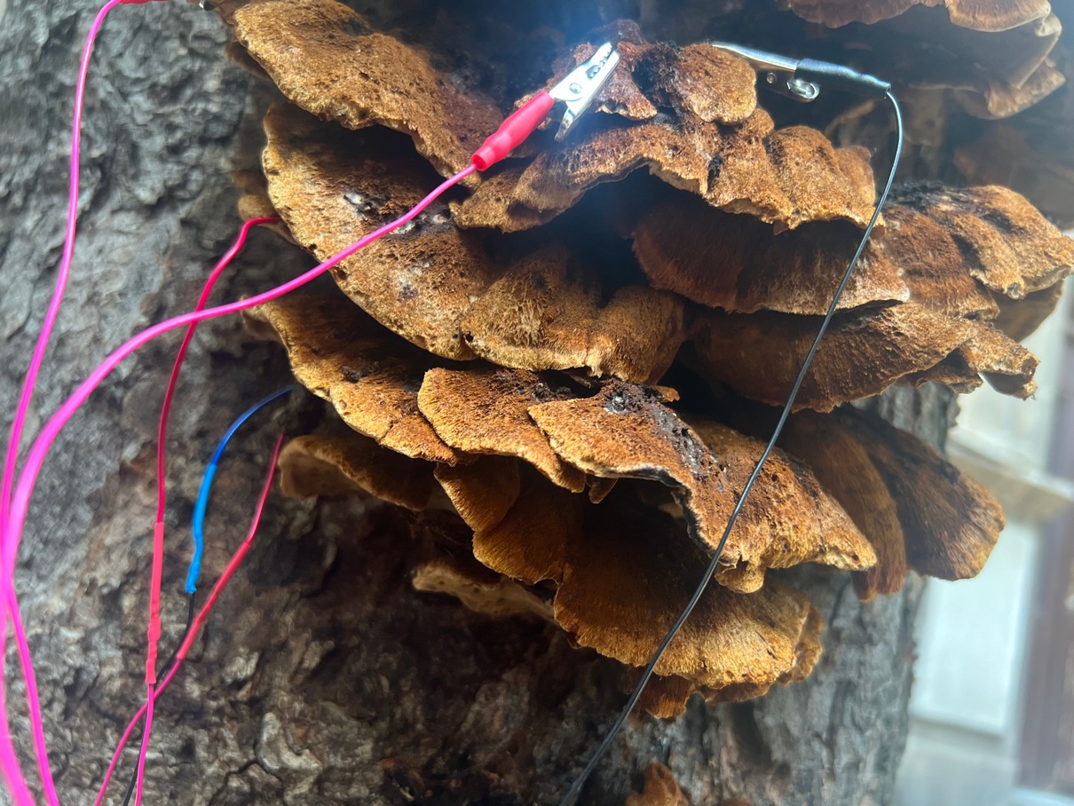 Fungi With a Spark: Exploring the Electrical Signals of Pink Oysters