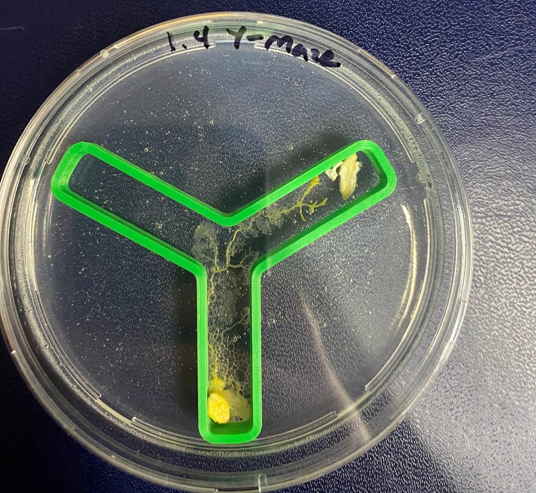 The Slime Mold Chronicles: Cracking the (Intelligent?) Behavior of the Brainless