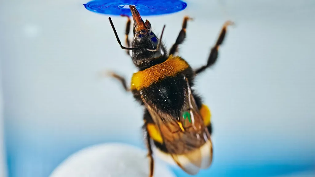 A bumble bee solved a puzzle. Here's how scientists proved it wasn't luck.
